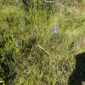Wahlenbergia ceracea at Kosciuszko National Park - 29 Jan 2024