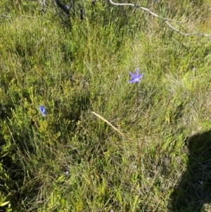 Wahlenbergia ceracea at Kosciuszko National Park - 29 Jan 2024 10:16 AM