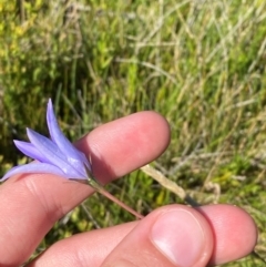 Wahlenbergia ceracea at Kosciuszko National Park - 29 Jan 2024 10:16 AM