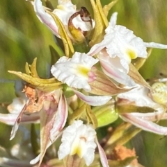 Prasophyllum viriosum (Stocky leek orchid) at Gooandra, NSW - 28 Jan 2024 by Tapirlord