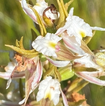 Prasophyllum viriosum (Stocky leek orchid) at Gooandra, NSW - 28 Jan 2024 by Tapirlord