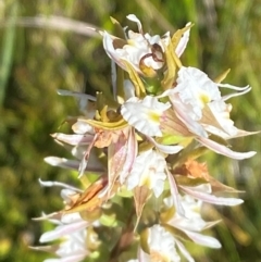 Paraprasophyllum viriosum at Kosciuszko National Park - suppressed