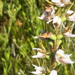 Paraprasophyllum viriosum at Kosciuszko National Park - suppressed