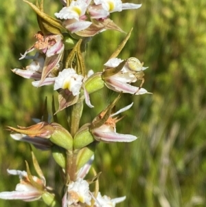 Paraprasophyllum viriosum at Kosciuszko National Park - suppressed