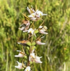 Paraprasophyllum viriosum at Kosciuszko National Park - suppressed