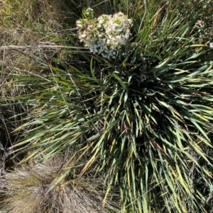 Patersonia sericea at Kosciuszko National Park - 29 Jan 2024