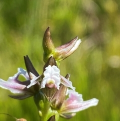 Prasophyllum venustum (Charming leek orchid) at Kosciuszko National Park - 28 Jan 2024 by Tapirlord