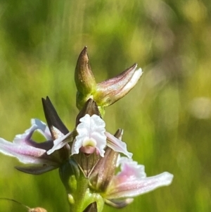 Paraprasophyllum venustum at Kosciuszko National Park - suppressed