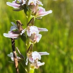 Paraprasophyllum venustum at Kosciuszko National Park - suppressed