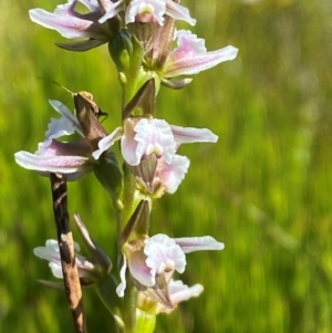 Prasophyllum venustum at Kosciuszko National Park - 29 Jan 2024