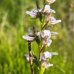 Paraprasophyllum venustum at Kosciuszko National Park - suppressed