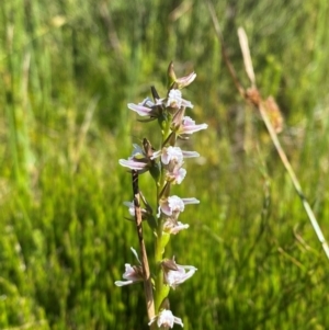 Paraprasophyllum venustum at Kosciuszko National Park - suppressed