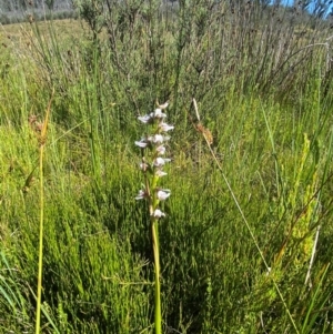 Paraprasophyllum venustum at Kosciuszko National Park - suppressed