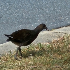 Gallinula tenebrosa (Dusky Moorhen) at Kingston, ACT - 13 Mar 2024 by MatthewFrawley