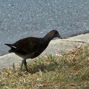 Gallinula tenebrosa at Kingston, ACT - 13 Mar 2024