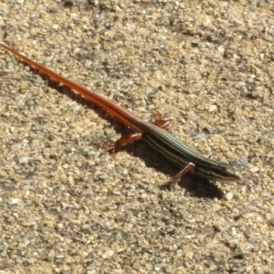 Ctenotus taeniolatus (Copper-tailed Skink) at Acton, ACT - 11 Mar 2024 by Christine