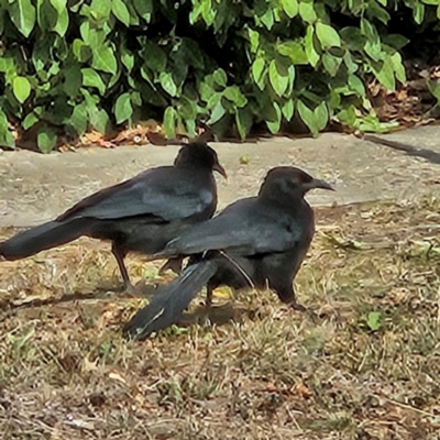 Corcorax melanorhamphos (White-winged Chough) at Kingston, ACT - 13 Mar 2024 by MatthewFrawley
