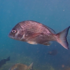 Unidentified Marine Fish Uncategorised at Fairlight, NSW - 8 Mar 2024 by jb2602