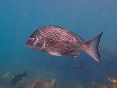 Acanthopagrus australis (Yellowfin Bream) at Fairlight, NSW - 9 Mar 2024 by jb2602