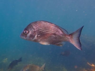 Acanthopagrus australis at Fairlight, NSW - 8 Mar 2024 by jb2602