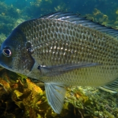 Acanthopagrus australis at Fairlight, NSW - 9 Mar 2024 09:10 AM