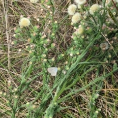 Zizina otis (Common Grass-Blue) at Jerrabomberra Grassland - 1 Mar 2024 by MaryWebb