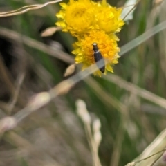 Dasytinae (subfamily) (Soft-winged flower beetle) at Jerrabomberra Grassland - 1 Mar 2024 by MaryWebb