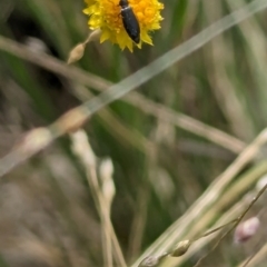 Dasytinae (subfamily) at Jerrabomberra East Offset (JE_4) - 1 Mar 2024