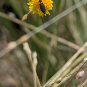 Dasytinae (subfamily) at Jerrabomberra East Offset (JE_4) - 1 Mar 2024