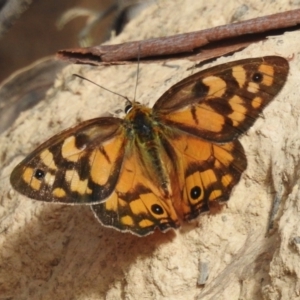 Heteronympha penelope at Namadgi National Park - 12 Mar 2024 01:59 PM