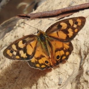 Heteronympha penelope at Namadgi National Park - 12 Mar 2024