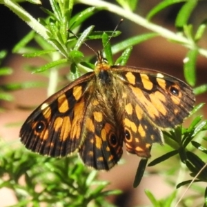 Oreixenica lathoniella at Namadgi National Park - 12 Mar 2024