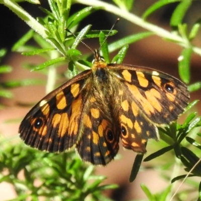 Oreixenica lathoniella (Silver Xenica) at Namadgi National Park - 12 Mar 2024 by JohnBundock