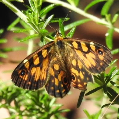 Oreixenica lathoniella (Silver Xenica) at Namadgi National Park - 11 Mar 2024 by JohnBundock