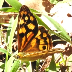 Heteronympha paradelpha at Namadgi National Park - 12 Mar 2024