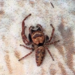 Opisthoncus nigrofemoratus (Black-thighed jumper) at Bungonia, NSW - 8 Feb 2024 by Christine