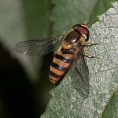 Eupeodes (Macrosyrphus) confrater at suppressed - suppressed