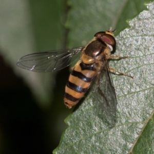 Eupeodes (Macrosyrphus) confrater at suppressed - suppressed