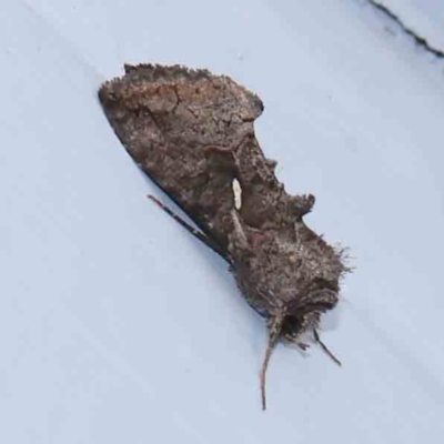 Unidentified Noctuoid moth (except Arctiinae) at Turner, ACT - 12 Mar 2024 by ConBoekel