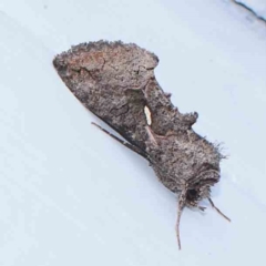 Ctenoplusia near albostriata at Turner, ACT - 12 Mar 2024