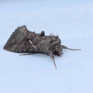 Ctenoplusia near albostriata at Turner, ACT - 12 Mar 2024 08:48 PM