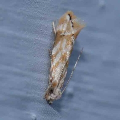 Unidentified Moth (Lepidoptera) at Turner, ACT - 11 Mar 2024 by ConBoekel