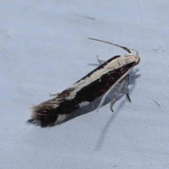 Unidentified Curved-horn moth (all Gelechioidea except Oecophoridae) at Turner, ACT - 12 Mar 2024 by ConBoekel