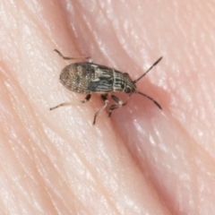 Nyssus sp. (genus) (Swift spiders) at Scullin, ACT - 4 Mar 2024 by AlisonMilton