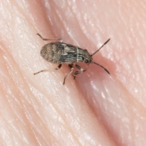 Nyssus sp. (genus) at Scullin, ACT - 4 Mar 2024