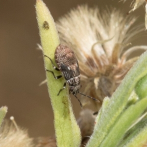 Nyssus sp. (genus) at Scullin, ACT - 4 Mar 2024