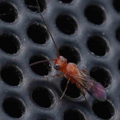 Unidentified Wasp (Hymenoptera, Apocrita) at Turner, ACT - 12 Mar 2024 by ConBoekel