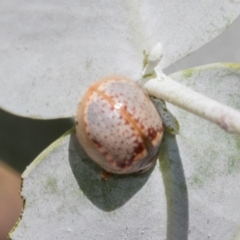 Paropsisterna m-fuscum (Eucalyptus Leaf Beetle) at Scullin, ACT - 3 Mar 2024 by AlisonMilton