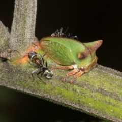 Sextius virescens (Acacia horned treehopper) at Higgins, ACT - 4 Mar 2024 by AlisonMilton