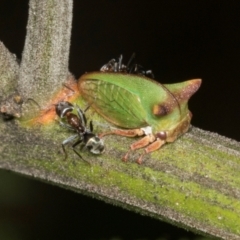 Sextius virescens (Acacia horned treehopper) at Higgins, ACT - 3 Mar 2024 by AlisonMilton